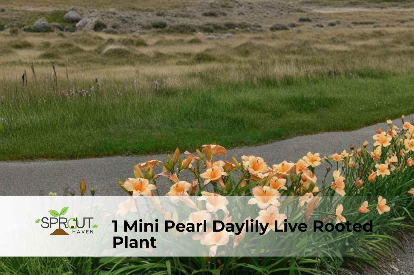 Mini Pearl Daylily Live Rooted Plant - Two-Tone Yellow & Red Hemerocallis Herbaceous Perennial