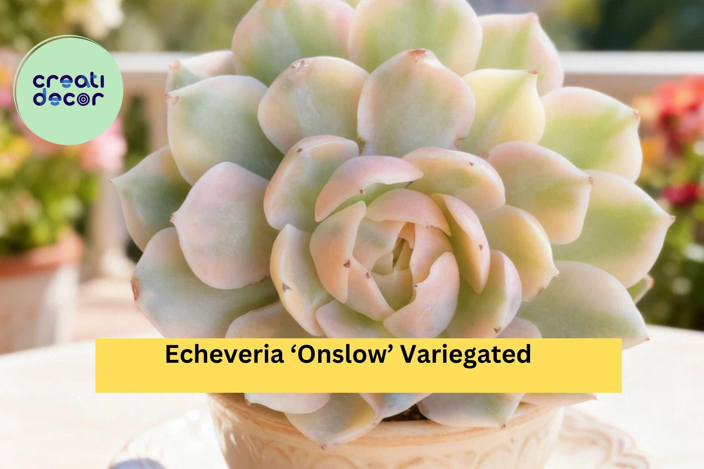 Echeveria ‘Onslow’ Variegated Rare Bare Root Succulent – Indoor, Terrarium, Garden Collection Plant