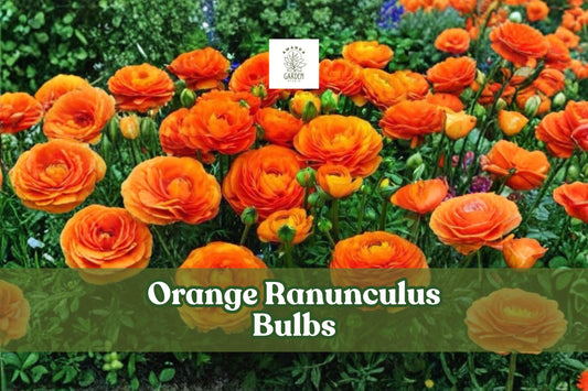 10 Orange Ranunculus Bulbs for Spring Garden Blooms - Ranunculus asiaticus Flowering Bulb for Borders & Containers
