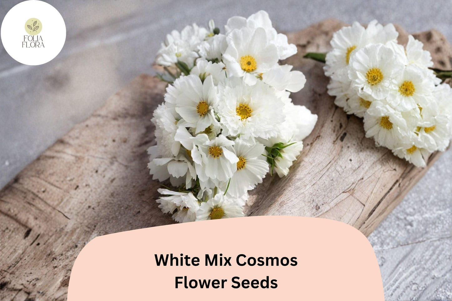 White Cosmos Seeds – 200+ White Bloom Mix, Easy-Grow Annual for Borders, Bouquets, Pollinator-Friendly, Cosmos bipinnatus