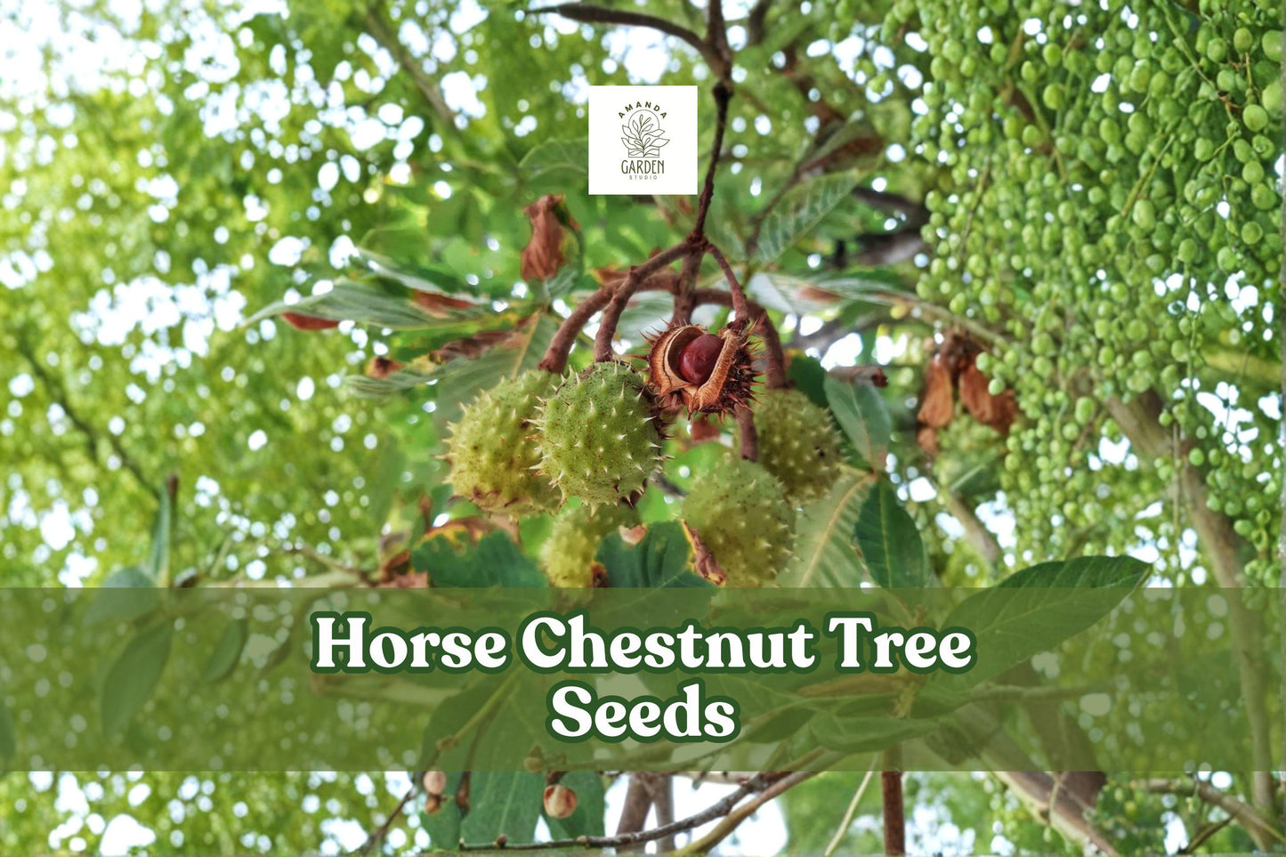 Horse Chestnut Tree Seeds | Aesculus hippocastanum | Ornamental Shade Tree for Landscaping