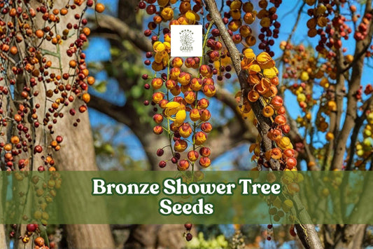 10 Bronze Shower Tree Seeds Cassia moschata Ornamental Flowering Tree Tropical Blooms Non-GMO