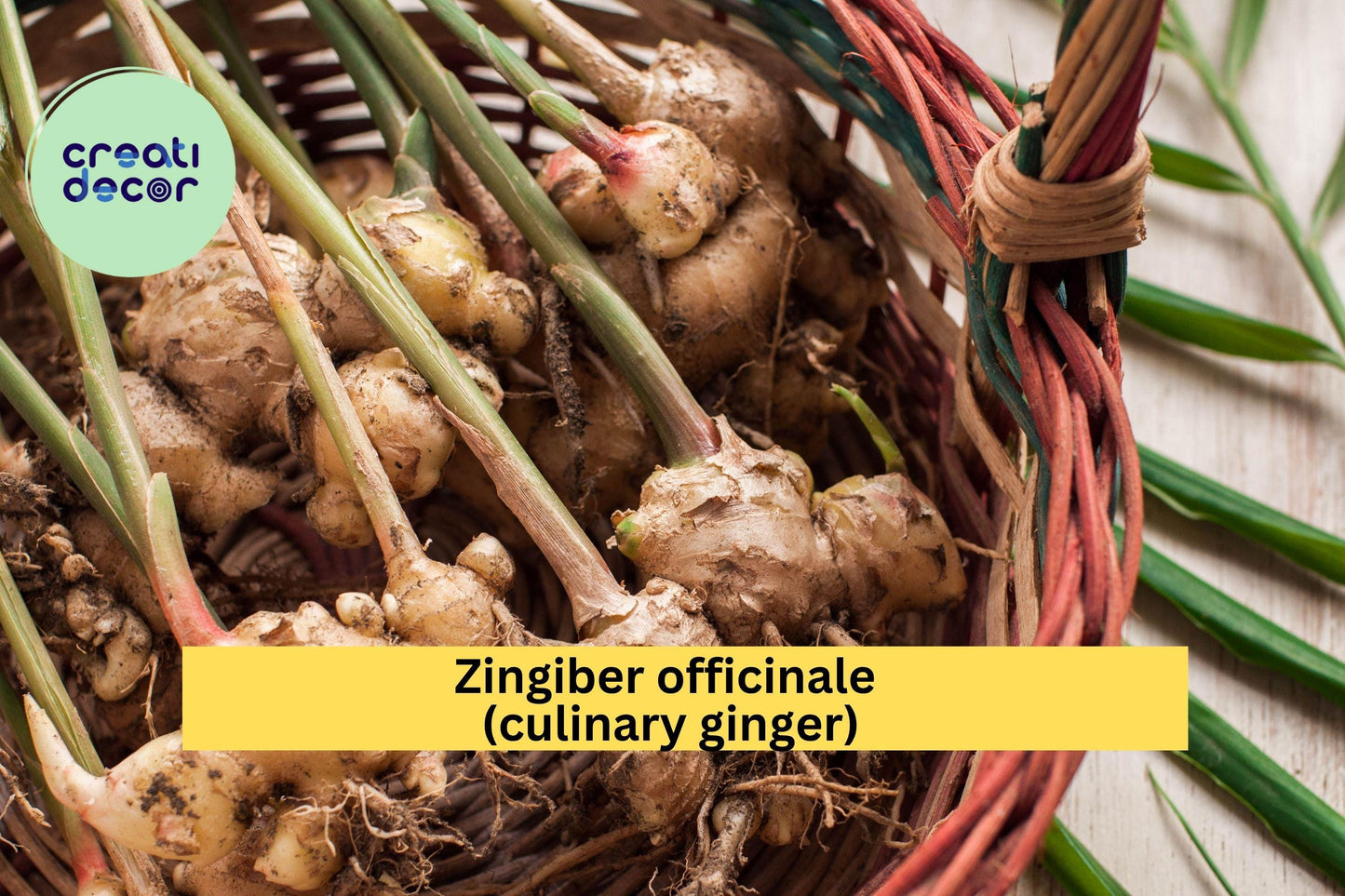 Edible Ginger Plant – Live Rooted Zingiber officinale Culinary Herb for Kitchen Spice Garden, Container or Garden Bed