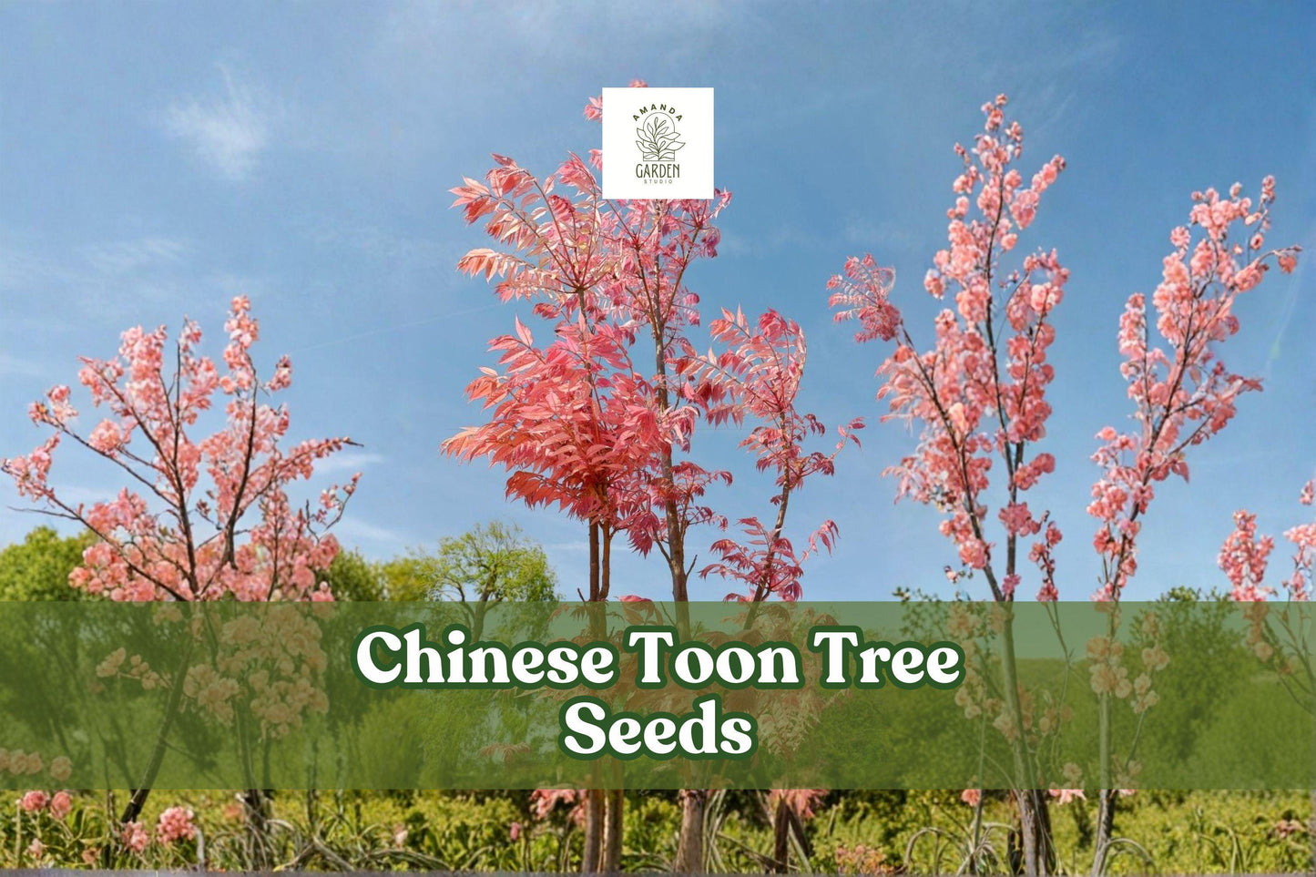 Chinese Toon Tree Seeds - Edible Shoots & Pink Foliage - Toona sinensis - Ornamental Deciduous Tree, 30 Seeds