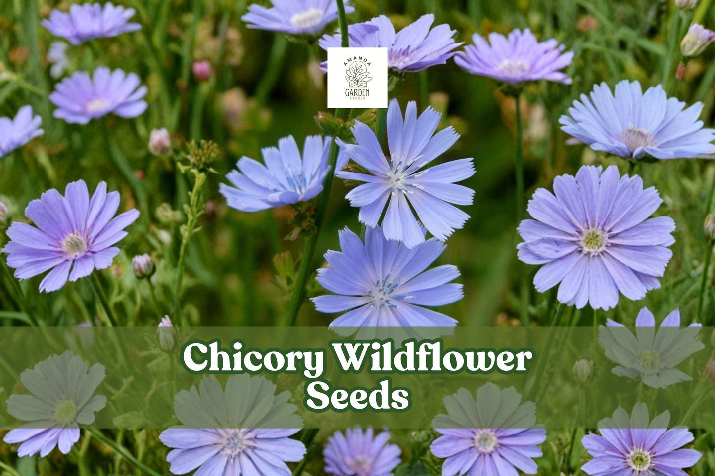 1000 Chicory Wildflower Seeds – Blue Blooms, Pollinator Garden, Drought-Tolerant, Perennial, Cichorium intybus