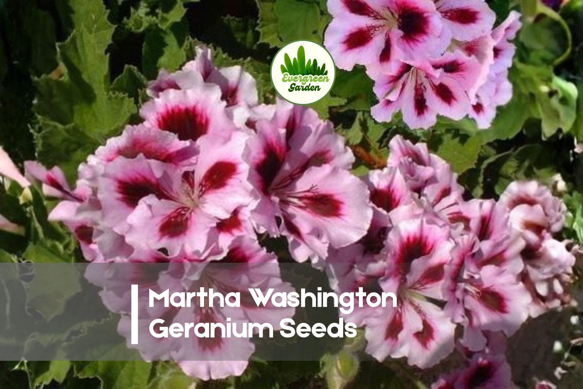 25+ Martha Washington Geranium Seeds – Pelargonium × domesticum, Vibrant Bi-colored Blooms for Containers & Gardens