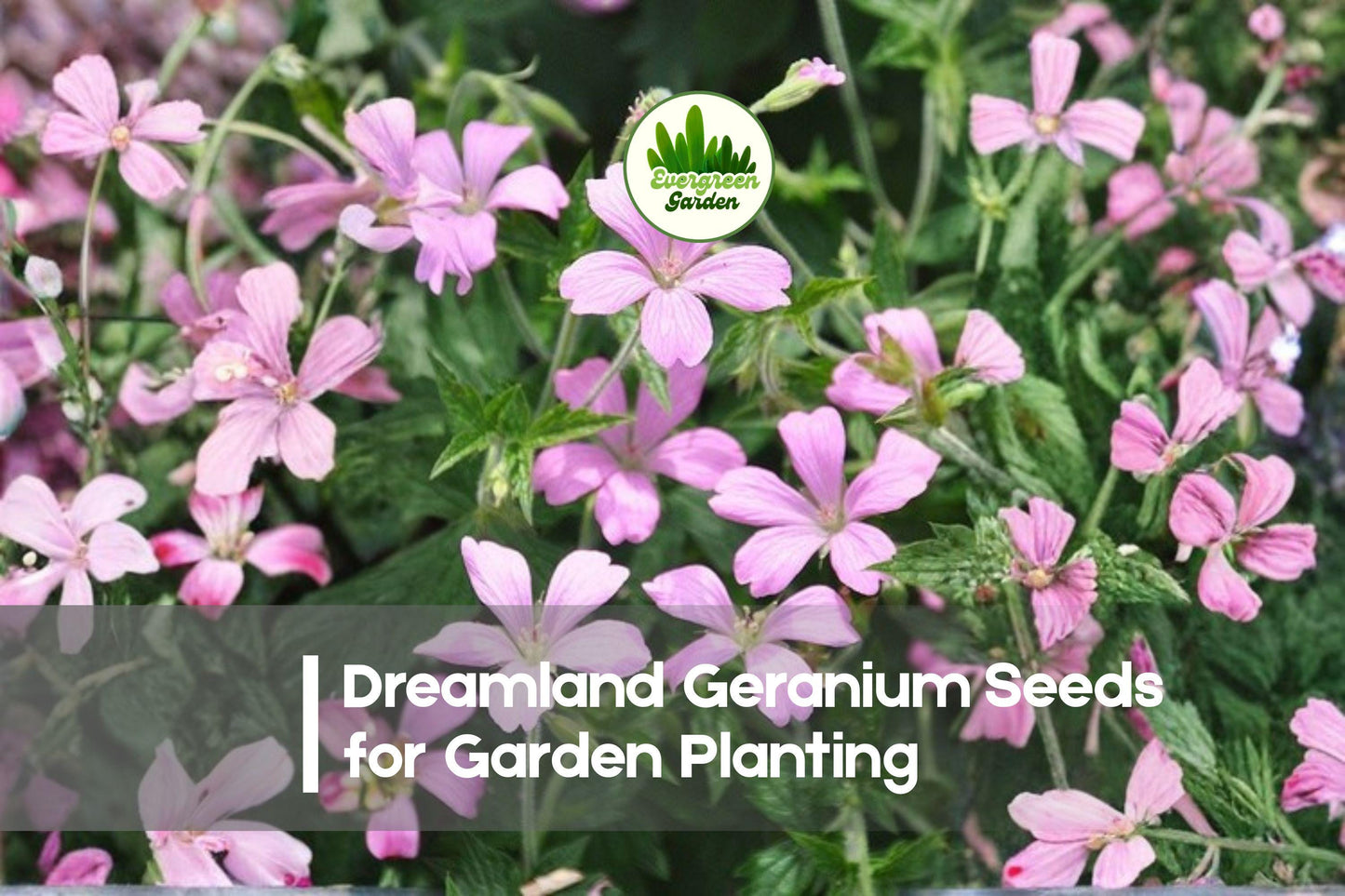25+ Dreamland Geranium Seeds, Pelargonium hortorum ‘Dreamland’, Soft Pink & White Blooms, Compact Annual Flower for Borders & Containers