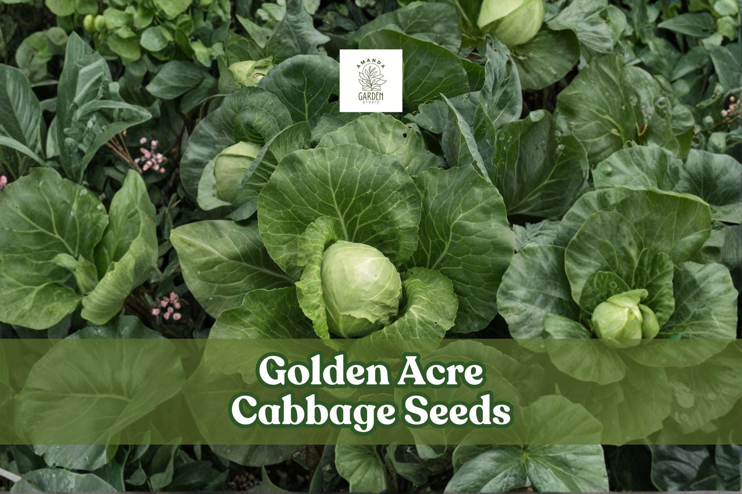 Golden Acre Cabbage Seeds | Brassica oleracea | Heirloom, Early Maturing, Compact Green Heads, 250 Seeds