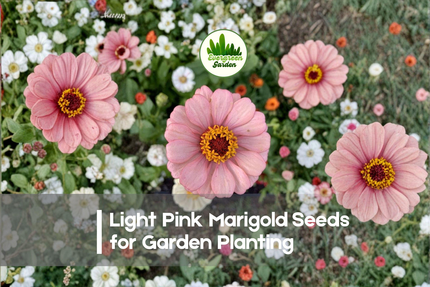 Light Pink Marigold Seeds, Tagetes erecta, 25+ Premium Pastel Pink Flower Seeds for Garden Beds, Pots & Borders