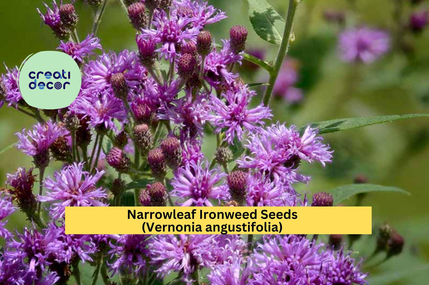Narrowleaf Ironweed Seeds 100 Pack – Purple Wildflower for Pollinator Gardens & Meadow Landscaping – Vernonia angustifolia