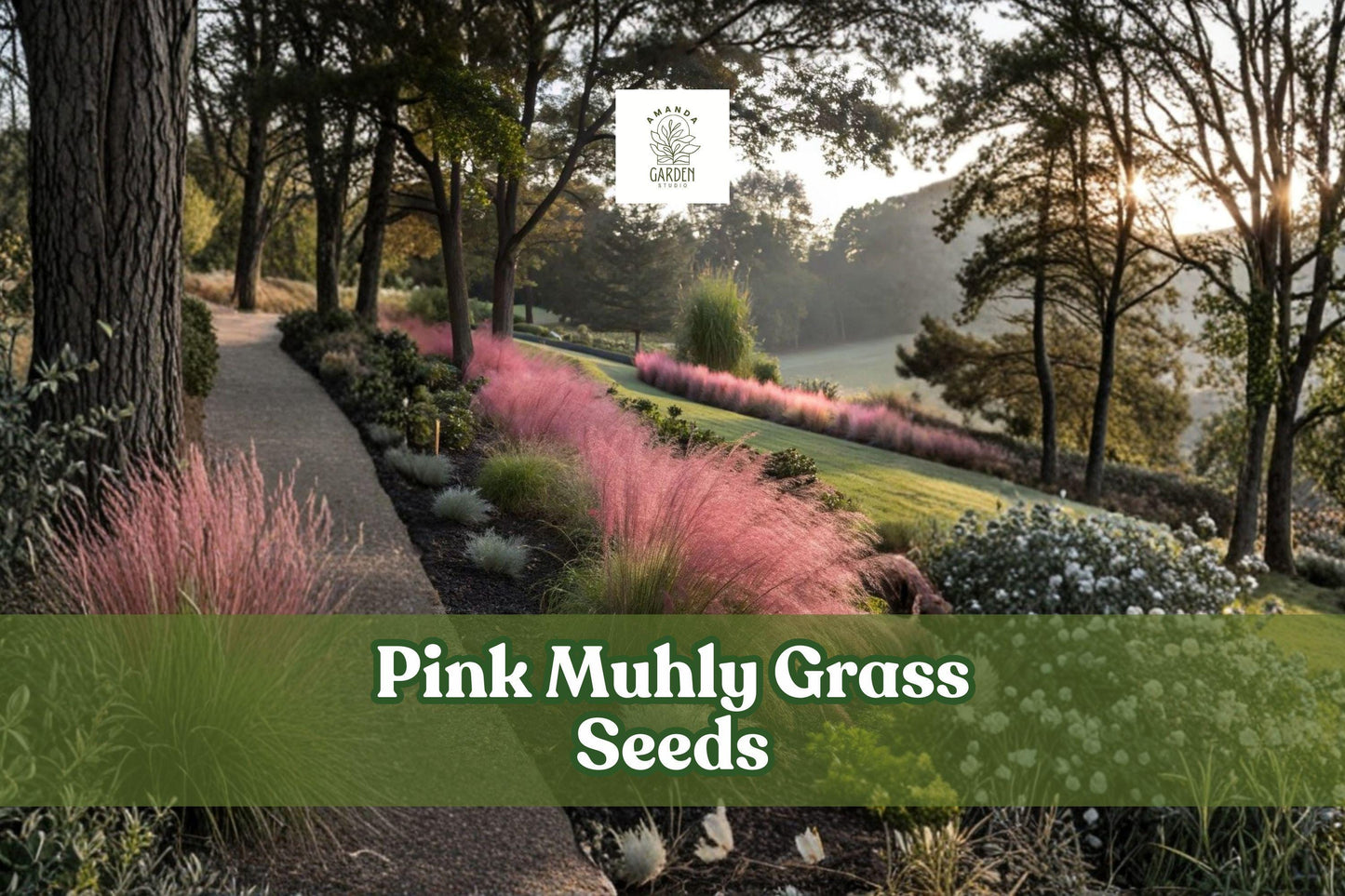 Pink Muhly Grass Seeds, Muhlenbergia capillaris, Drought Tolerant, Ornamental Grass, Pink Feathery Plumes, 30 Seeds
