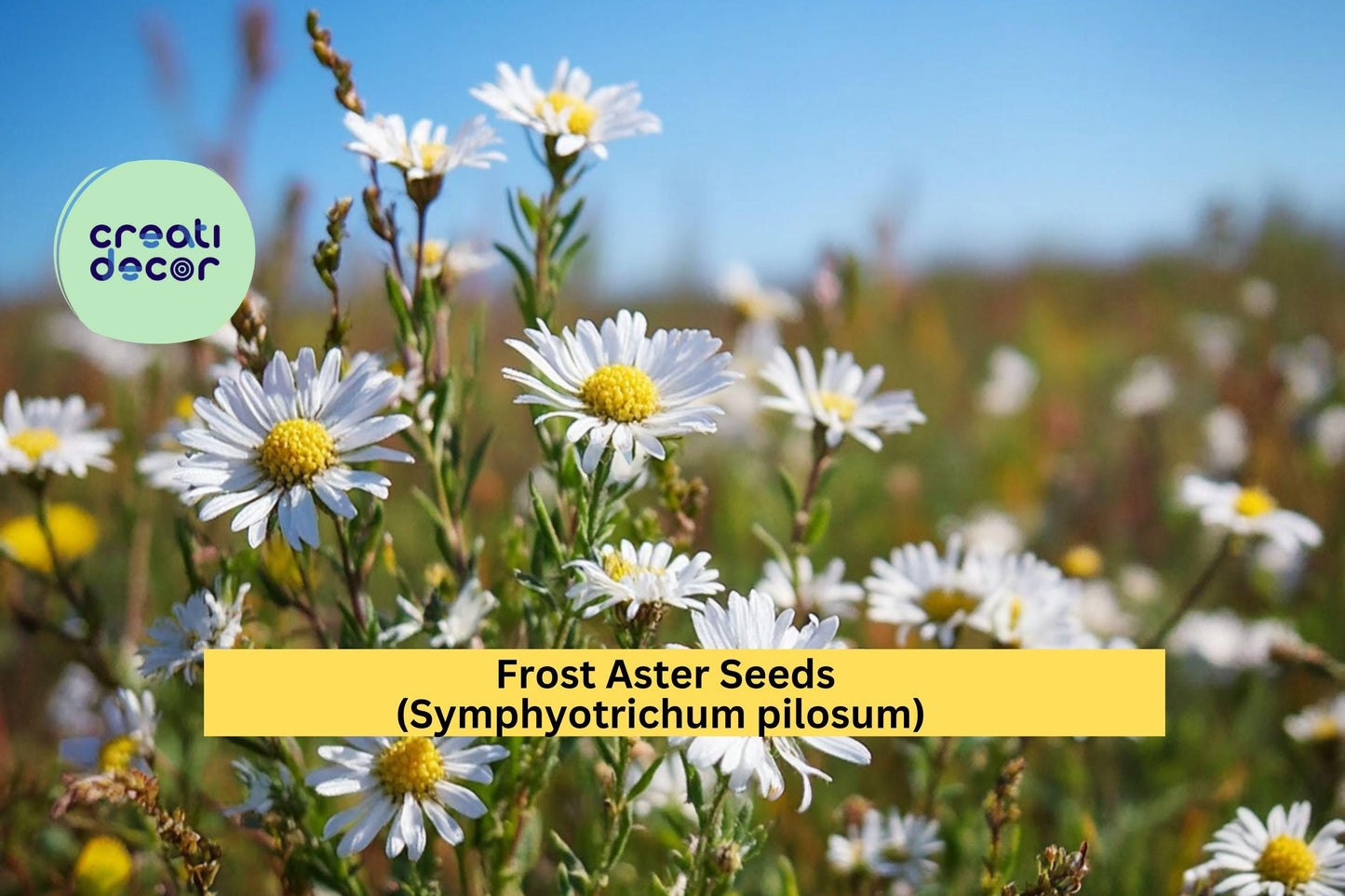 Frost Aster Seeds 100 Pack – Symphyotrichum pilosum White Native Wildflower for Pollinator Gardens, Meadow & Borders