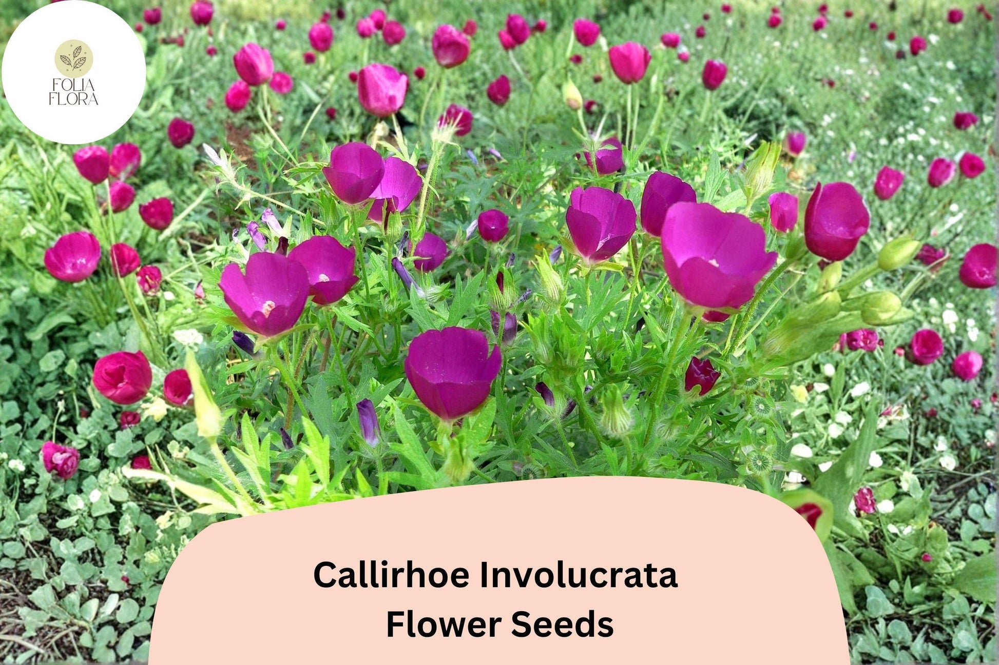 Callirhoe involucrata Seeds | Purple Poppy Mallow Wildflower | Native Perennial Groundcover | Drought-Tolerant, Bee & Butterfly Attracting