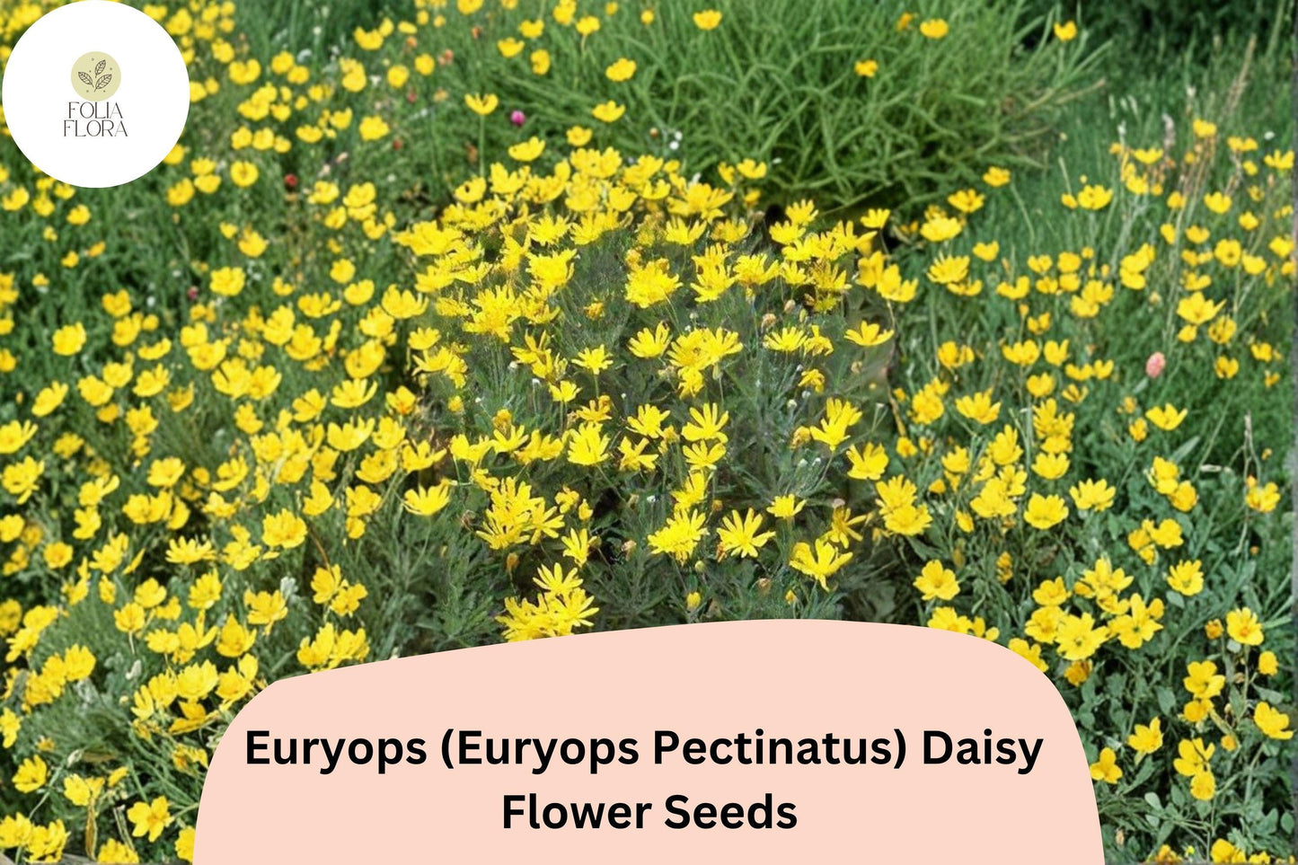 200+ Euryops Daisy Seeds | Euryops pectinatus | Yellow Blooms | Drought-Tolerant Perennial Flower for Gardens & Containers