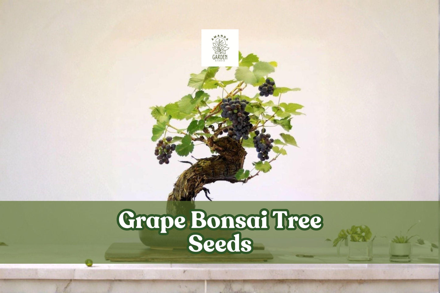 Grape Bonsai Tree Seeds – Vitis vinifera Miniature Vine for Bonsai, Garden, Patio Containers, 50+ Seeds