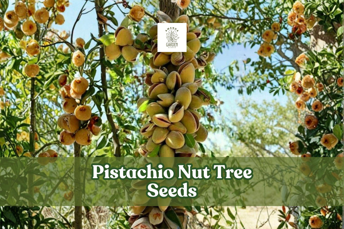 Pistachio Nut Tree Seeds | Drought-Tolerant, Nut/ Fruit Tree, Pistacia vera, Grow Your Own