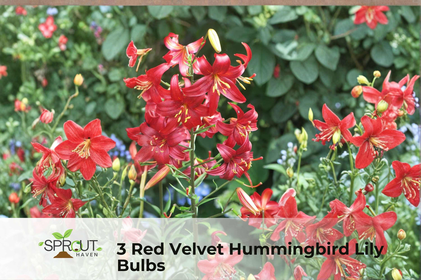 3 Red Velvet Hummingbird Lily Bulbs | Tall Perennial Flowering Plants with Red Blooms | Lycoris spp.