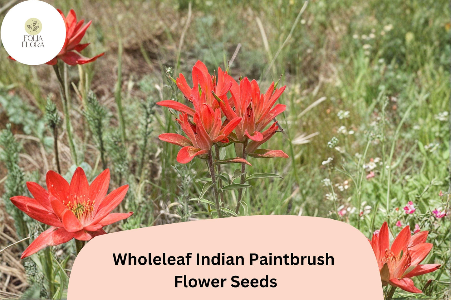 Castilleja integra Seeds | Native Wildflower | Wholeleaf Indian Paintbrush | Red-Orange Bracts for Pollinator Gardens