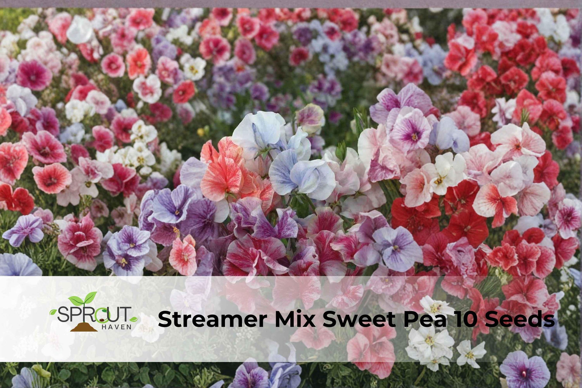 Streamer Mix Sweet Pea Seeds, Fragrant Climbing Flowers, Non-GMO Annual Vine, Pink Lavender Cream, Lathyrus odoratus