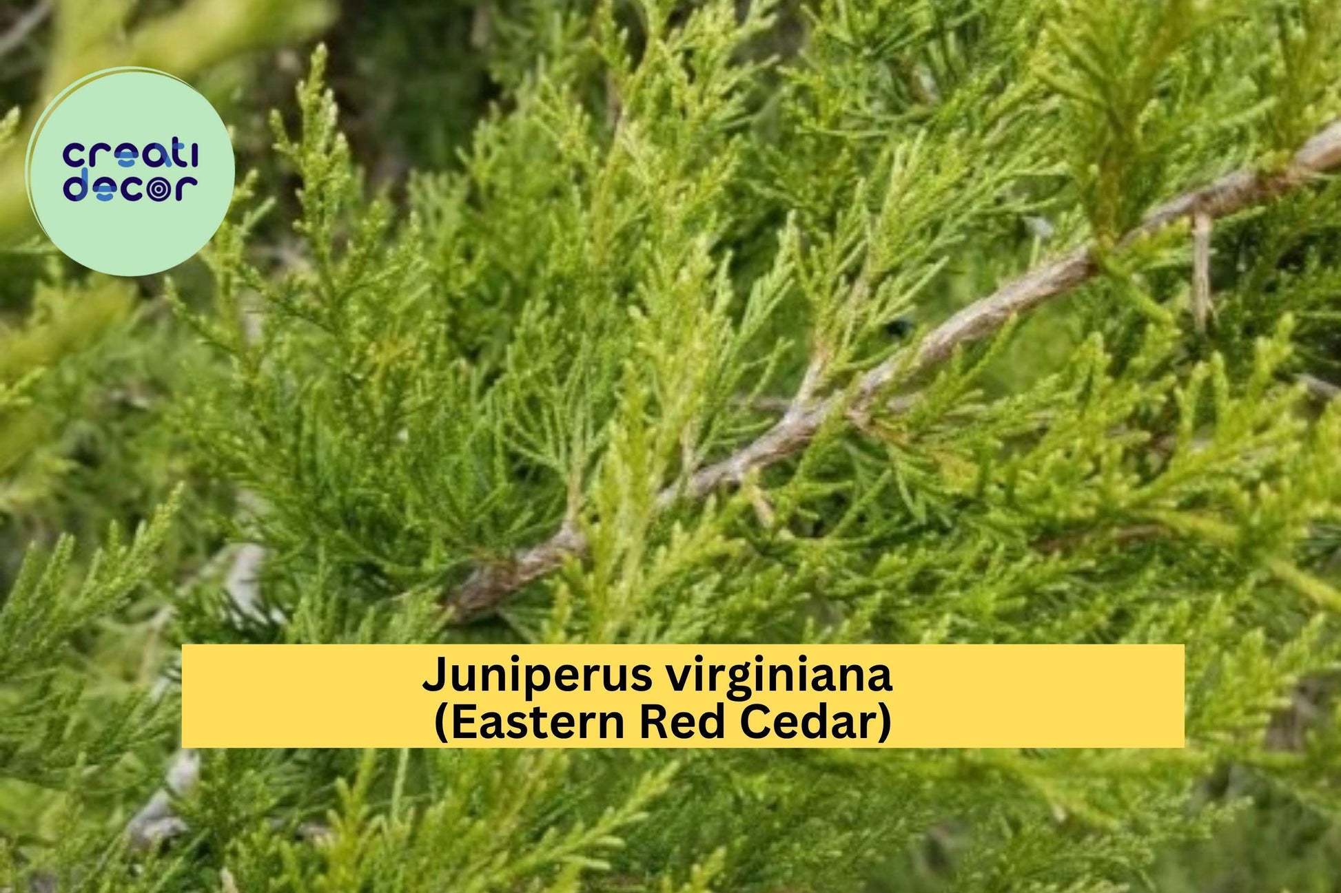 Eastern Red Cedar Tree Seedling – 5” Live Juniperus virginiana Native Evergreen for Landscape, Hedge, Windbreak