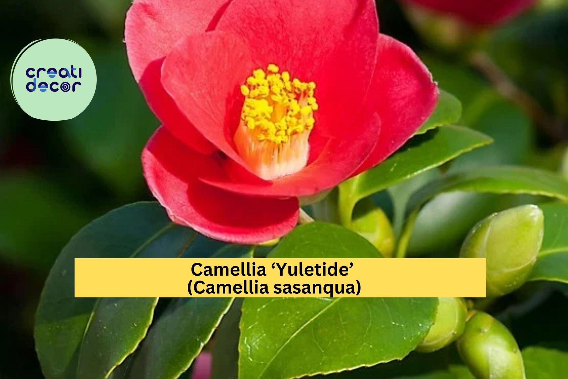 Camellia ‘Yuletide’ – Red Blooming Camellia sasanqua Live Rooted Shrub, Evergreen Winter Flower Plant, 8–12 Inches