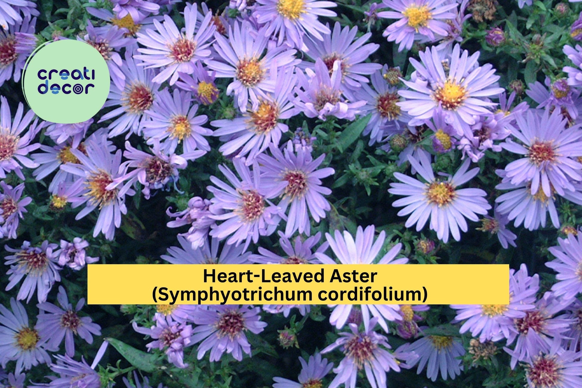 Heart-Leaved Aster Seeds – Symphyotrichum cordifolium – Native Perennial Wildflower for Pollinator Gardens, Lavender-Blue Blooms