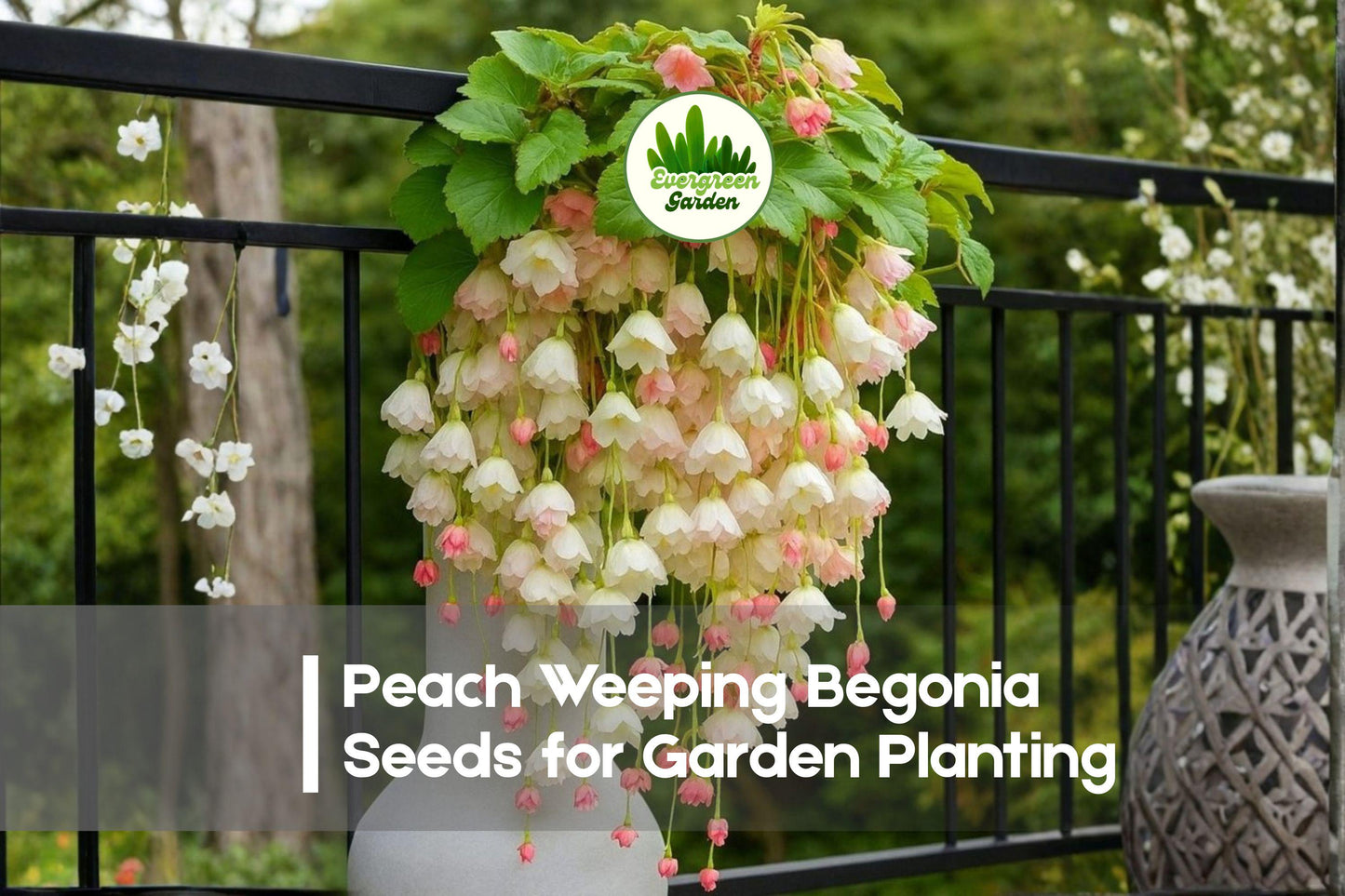 25+ Peach Weeping Begonia Seeds - Trailing Soft Peach Blooms Begonia boliviensis for Hanging Baskets & Shade Gardens