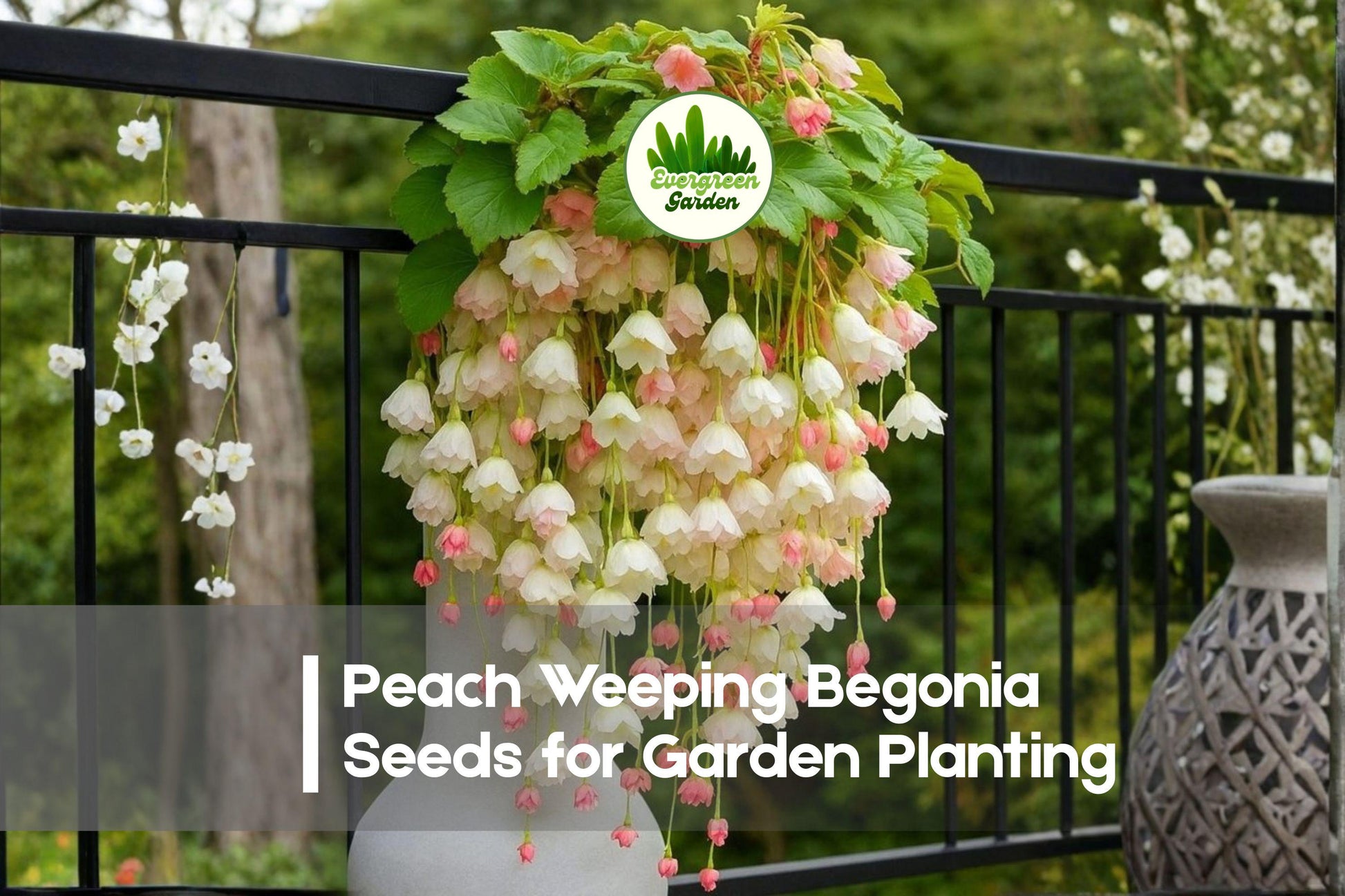 25+ Peach Weeping Begonia Seeds - Trailing Soft Peach Blooms Begonia boliviensis for Hanging Baskets & Shade Gardens