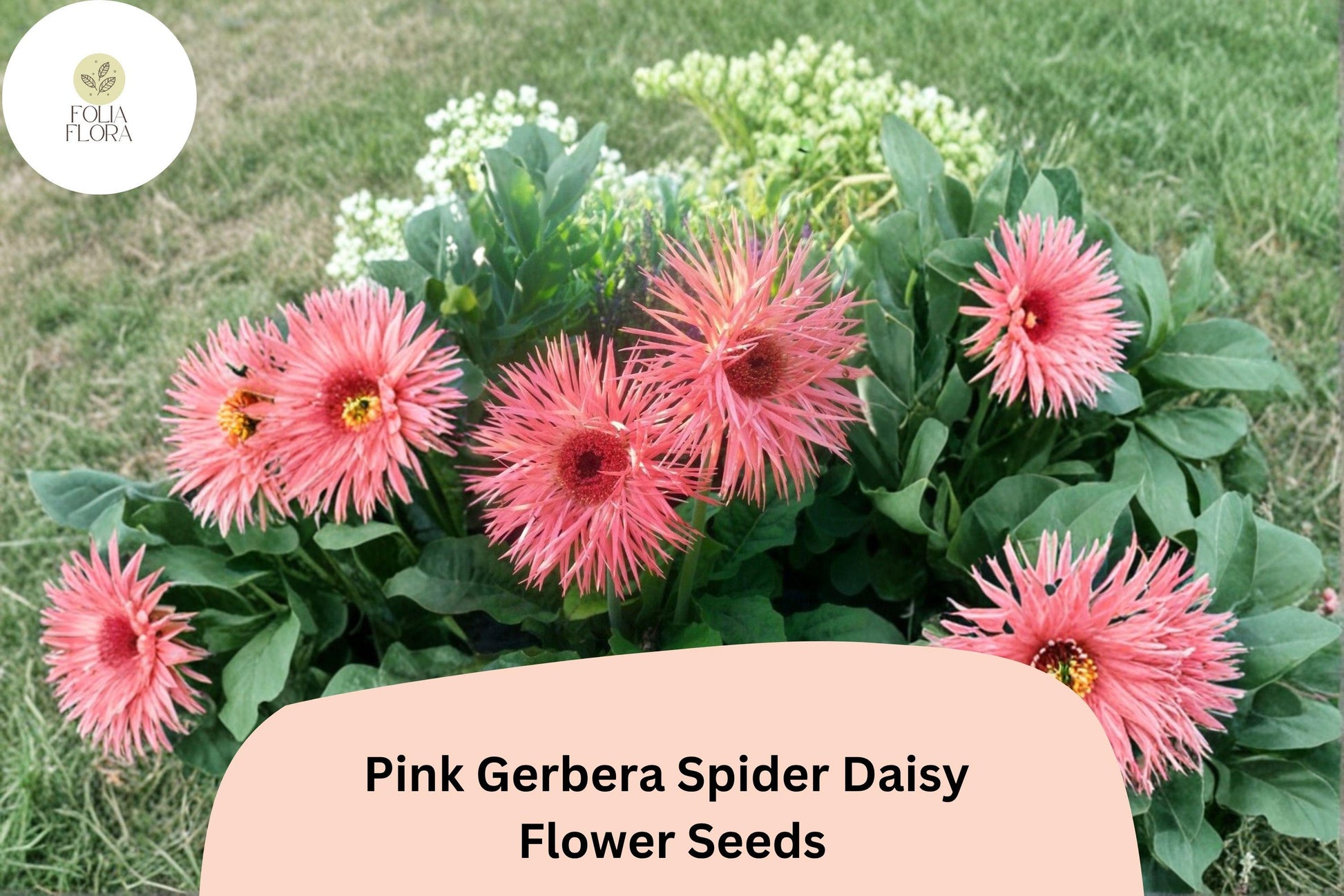Pink Gerbera Spider Daisy Seeds | Gerbera jamesonii | Exotic Garden Flower for Borders & Cut Flowers