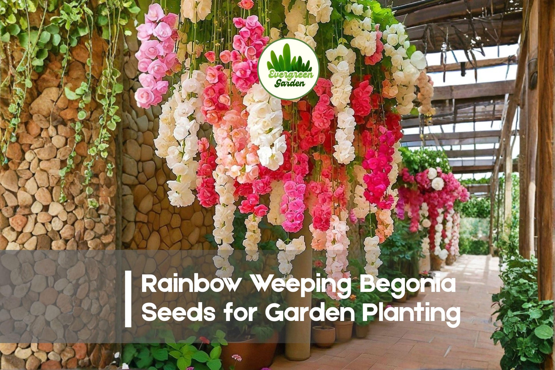 Rainbow Weeping Begonia Seeds – Multicolor Cascading Flowers for Hanging Baskets & Containers – Begonia boliviensis