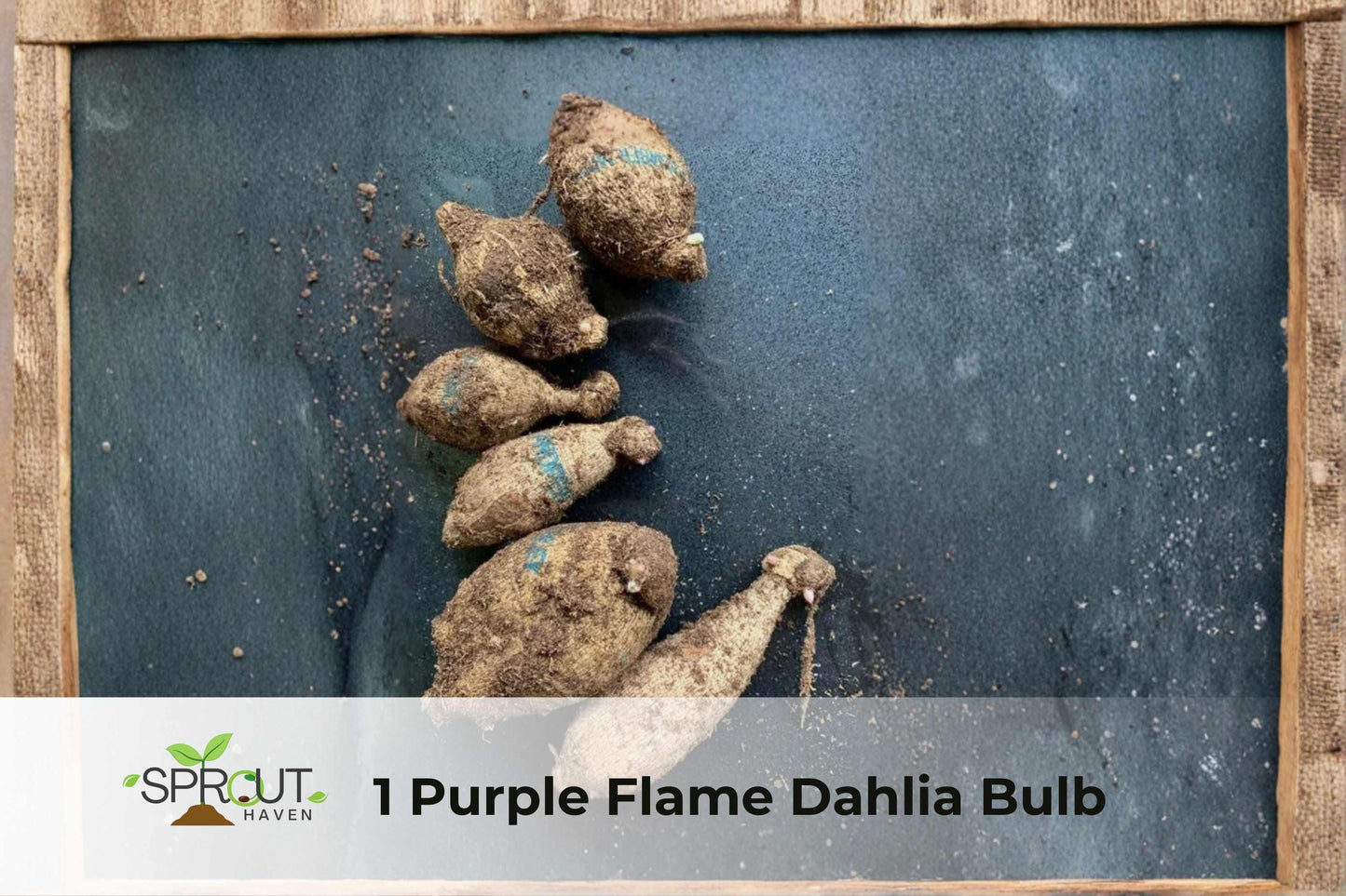 Purple Flame Dahlia Bulb - Perennial Flower for Garden Borders & Containers, Vibrant Purple Blooms