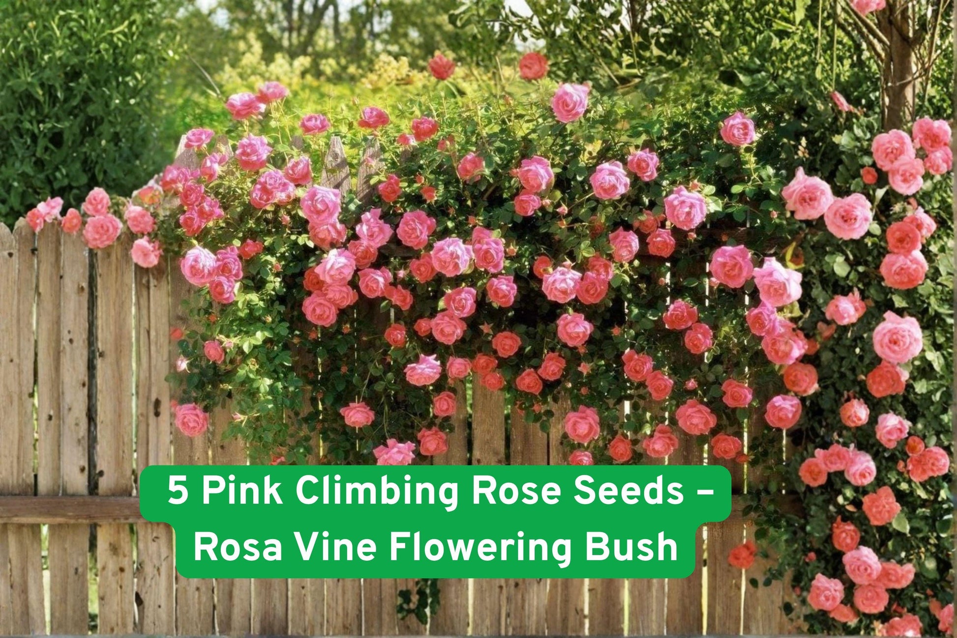 pink climbing rose seeds, fragrant rose seeds, double bloom rose seeds, rose vine seeds, garden rose seeds, pollinator-friendly rose, romantic garden plant, arbors and trellises, pink flower seeds, perennial climbing roses, summer blooming roses, rose seed packets, outdoor floral decor