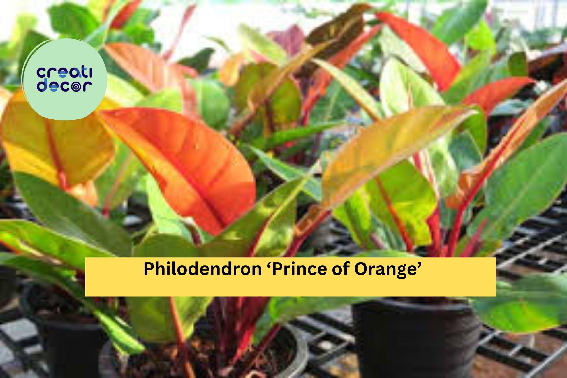 Philodendron ‘Prince of Orange’ – Live Indoor Plant – Vibrant Orange New Growth – Easy-Care Tropical Houseplant – Philodendron erubescens Hybrid
