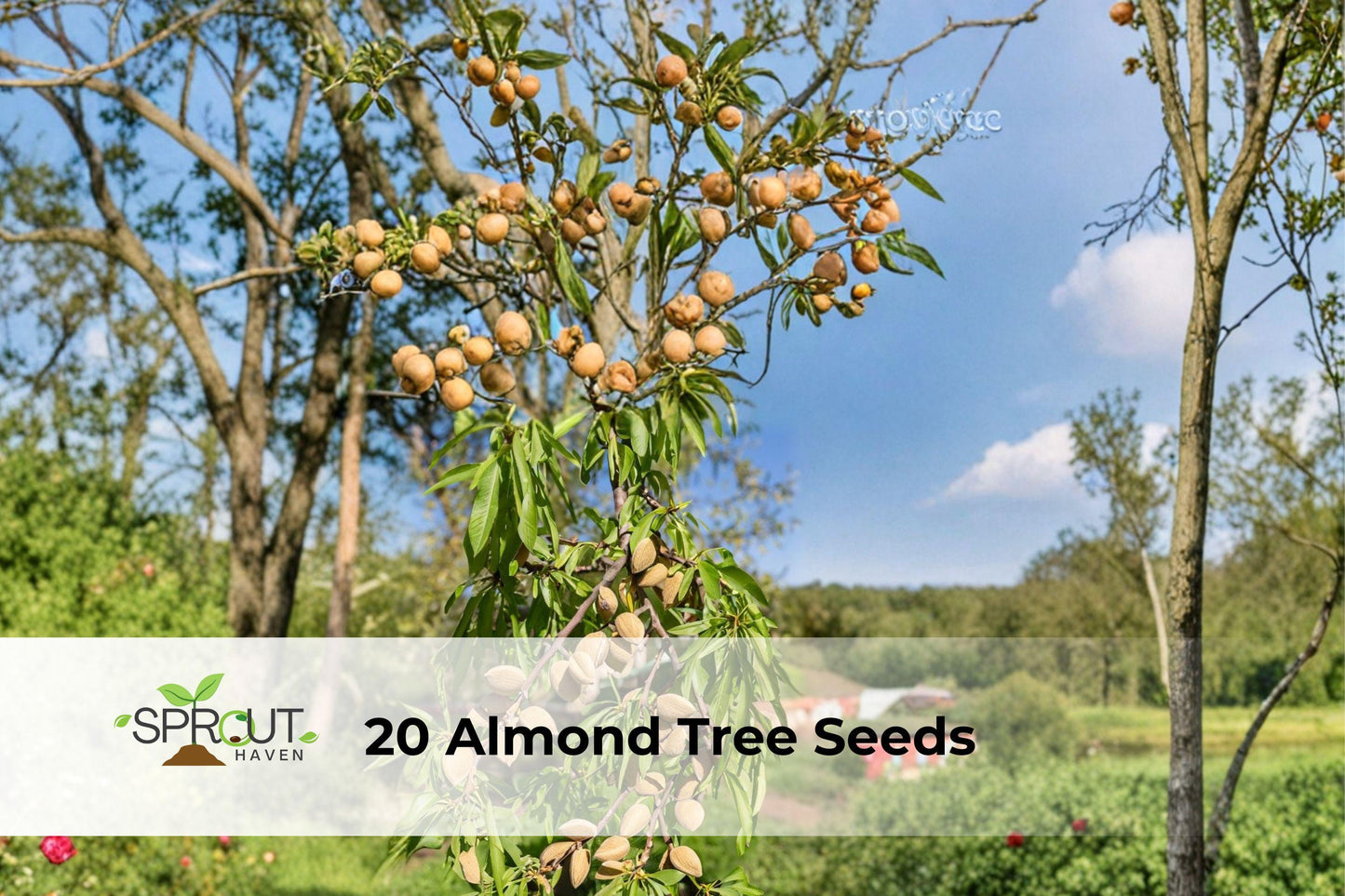 20 Almond Tree Seeds Prunus dulcis Ornamental Flowering Tree Pink-White Blossoms Fast-Growing