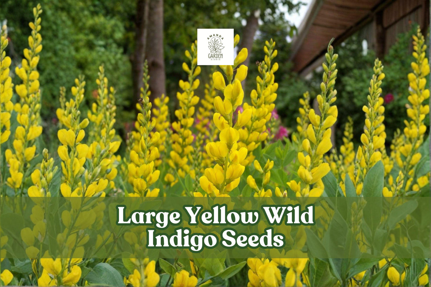 50 Yellow Wild Indigo Seeds | Baptisia sphaerocarpa Native Perennial Pollinator-Friendly Wildflower