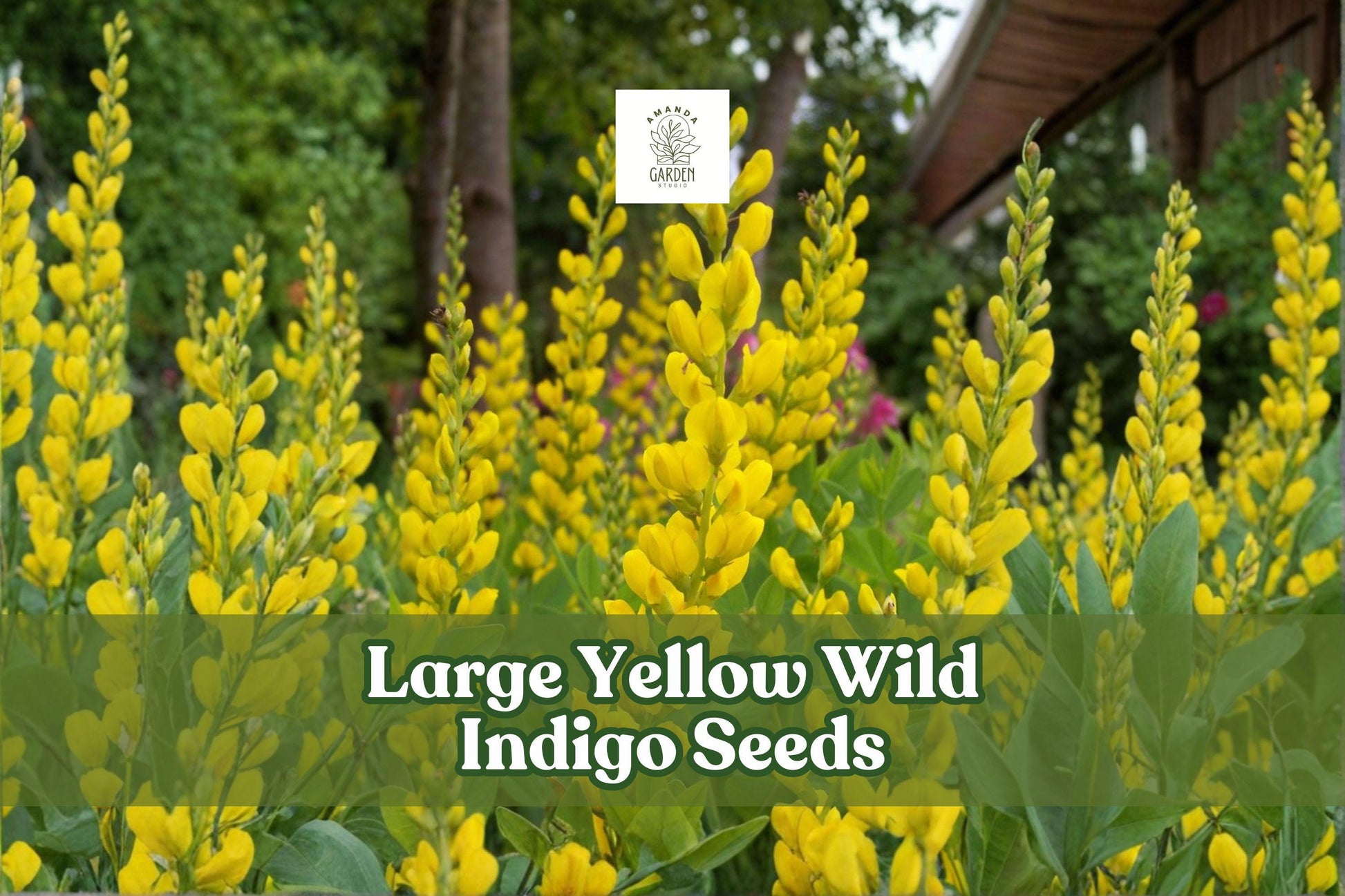 50 Yellow Wild Indigo Seeds | Baptisia sphaerocarpa Native Perennial Pollinator-Friendly Wildflower