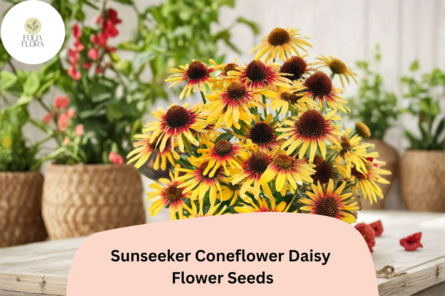 Sunseeker Coneflower Seeds | Echinacea purpurea | Vibrant Yellow Blooms | Perennial Pollinator-Friendly Flower Seeds