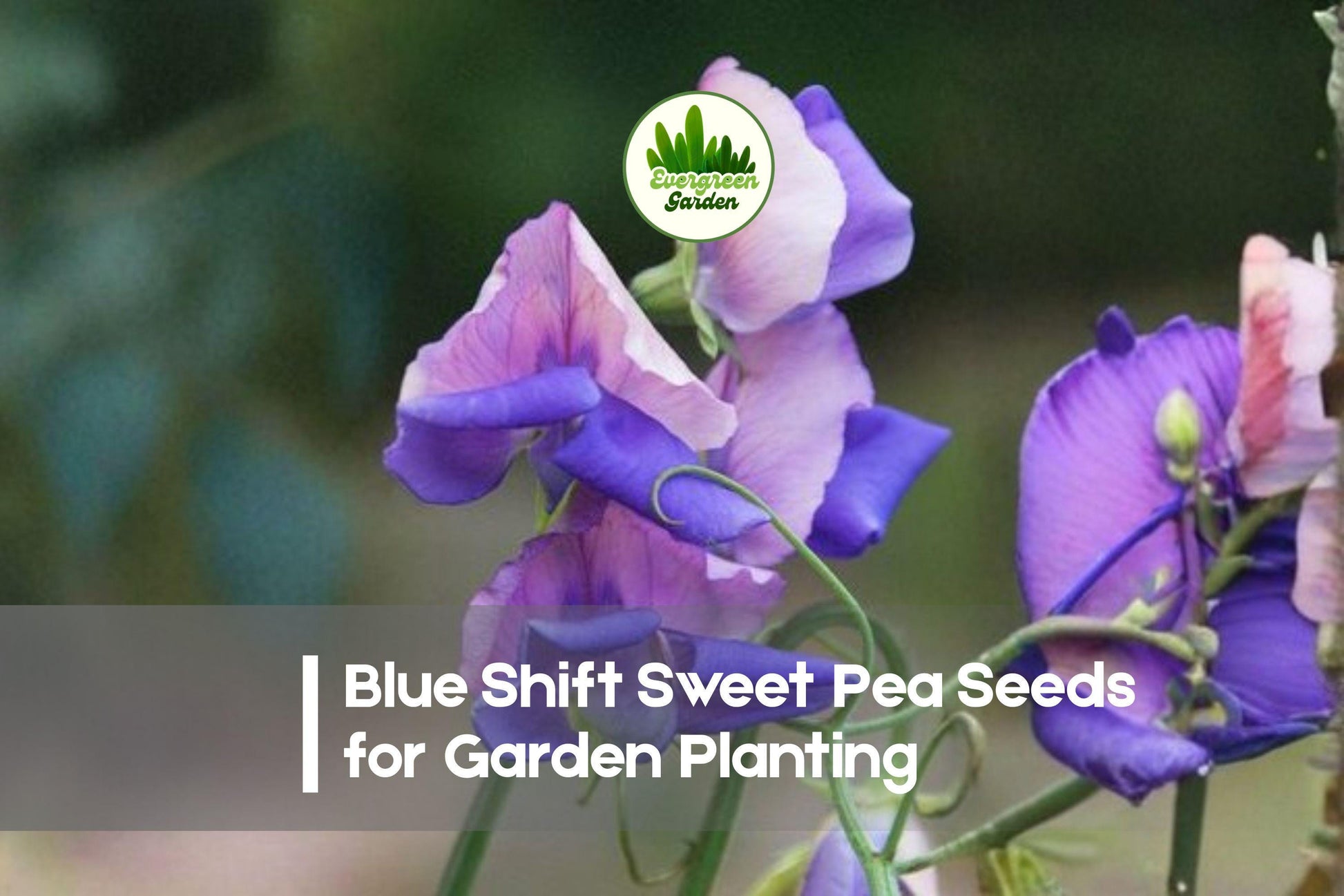 Blue Shift Sweet Pea Seeds – Color-Changing Pink to Blue Climbing Flower, Lathyrus odoratus, 50+ Premium Seeds