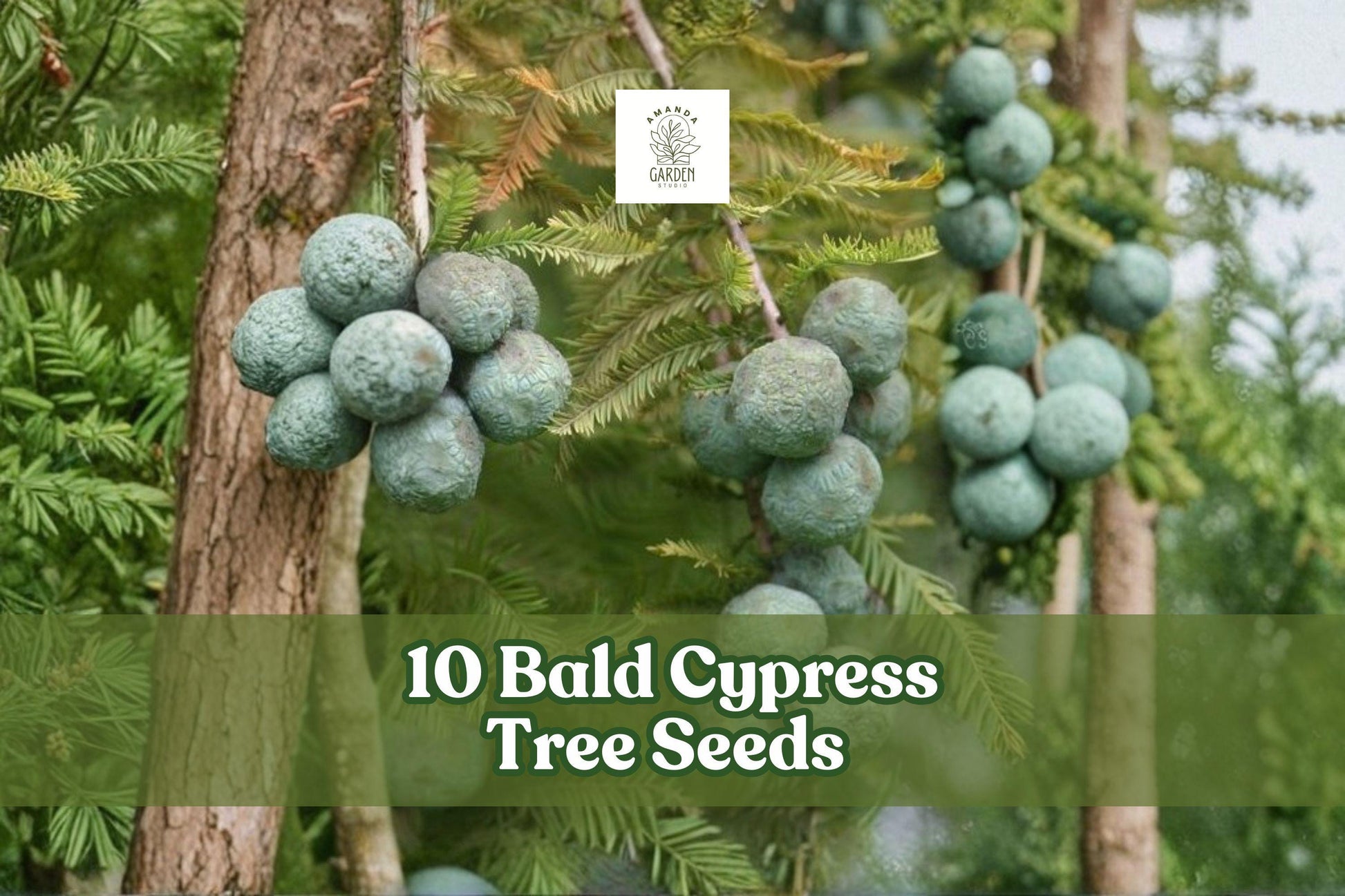 Bald Cypress Tree Seeds - Taxodium distichum Ornamental Bonsai, 10 Seeds for Landscaping & Garden