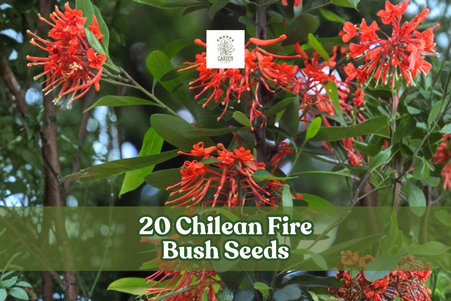 Chilean Fire Bush Seeds – Rare Scarlet Red Ornamental Shrub Embothrium coccineum for Garden Landscaping