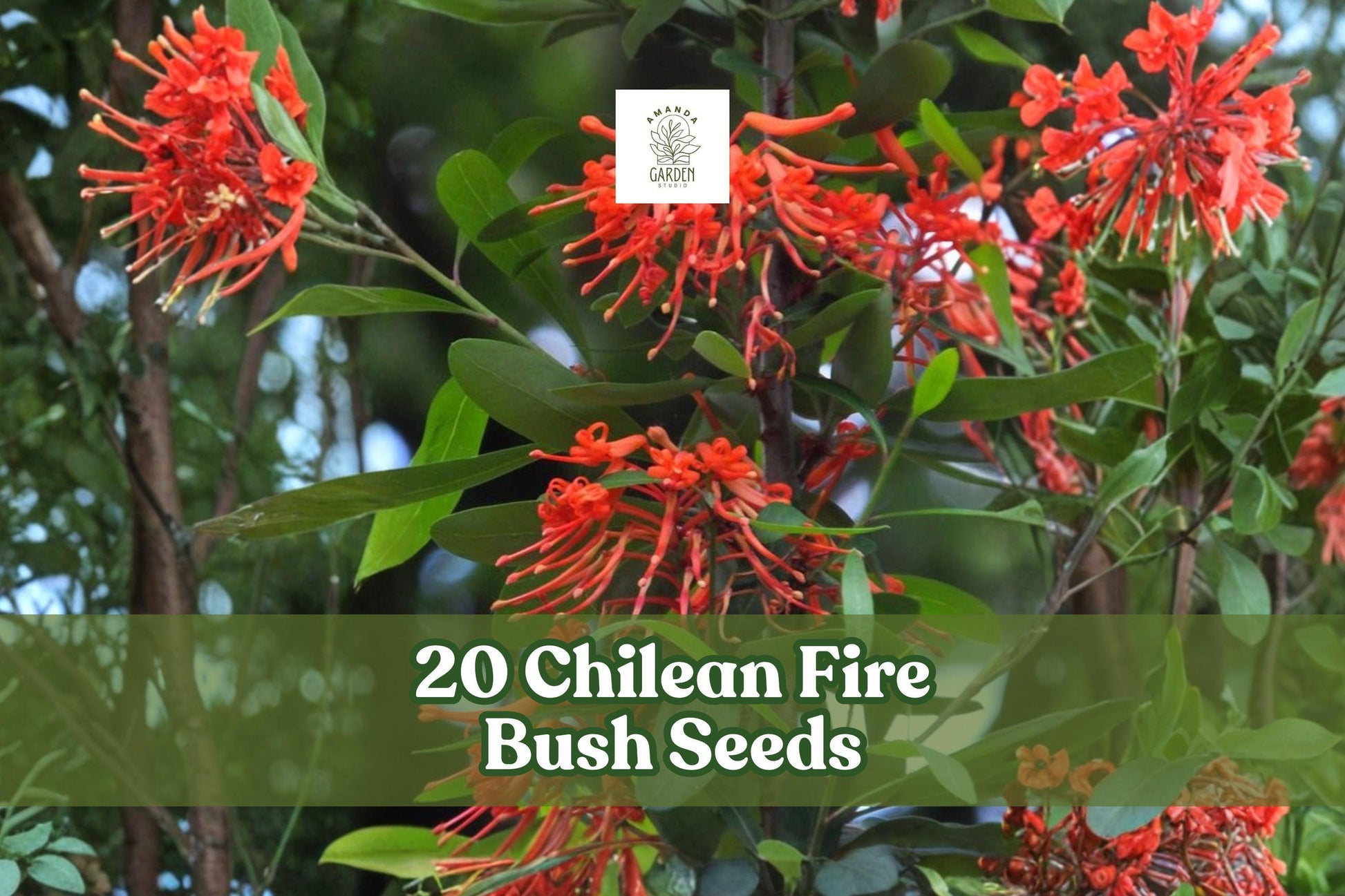 Chilean Fire Bush Seeds – Rare Scarlet Red Ornamental Shrub Embothrium coccineum for Garden Landscaping