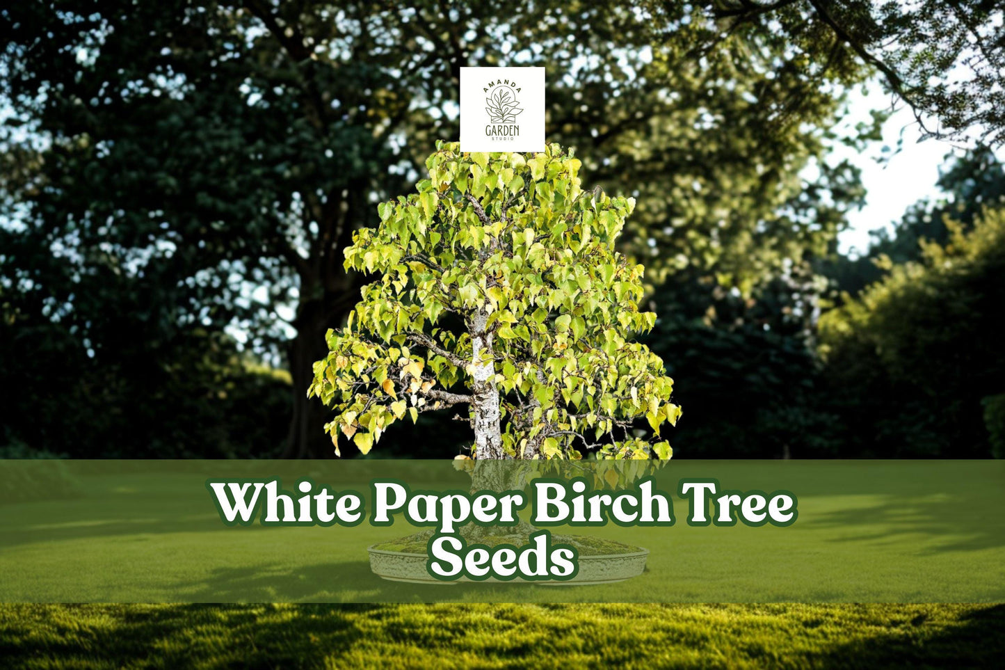 White Paper Birch Seeds, Betula papyrifera, Ornamental Tree, Bonsai Seeds, Fast-Growing, Cold-Hardy, Landscaping, Woodland Garden