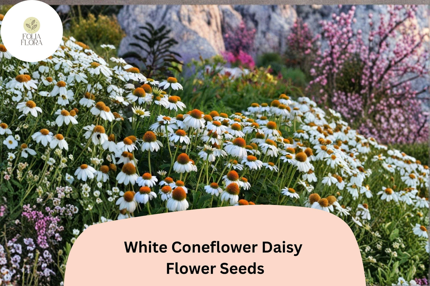 200+ White Coneflower Seeds | Echinacea purpurea ‘White Swan’ | Perennial Pollinator-Friendly Flower Seeds