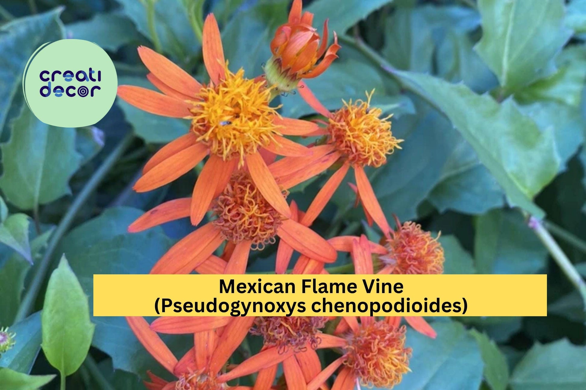 Mexican Flame Vine Unrooted Cuttings – Bright Orange Tropical Climber – Pseudogynoxys chenopodioides, 10 Pack