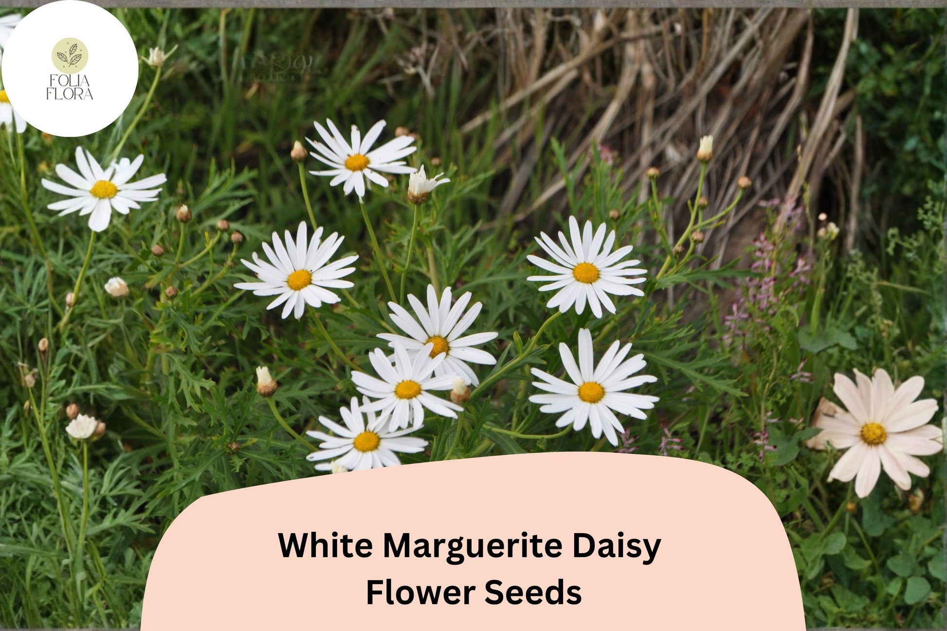 White Marguerite Daisy Seeds | Argyranthemum frutescens | Pollinator Friendly, Easy to Grow, Flower Bed & Container Plant