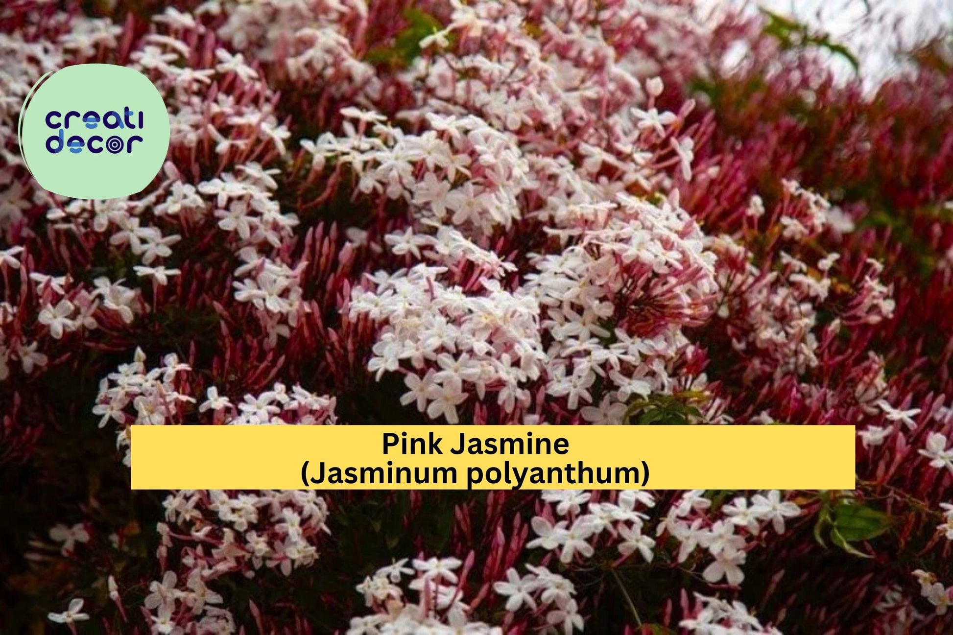 Pink Jasmine Starter Plant – Jasminum polyanthum with Fragrant Pink-White Star Flowers – Live Vine for Garden, Patio, or Indoor