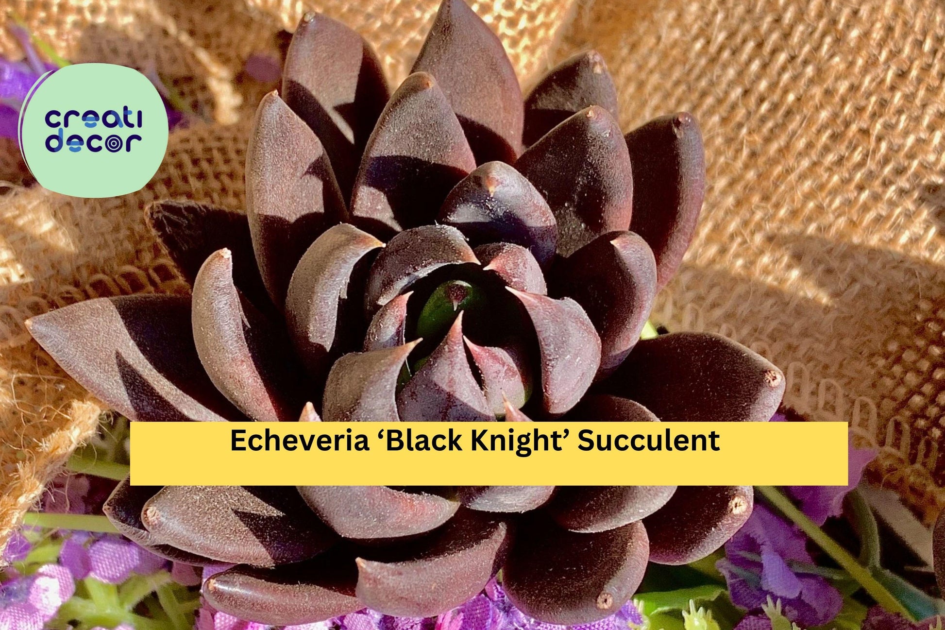 Echeveria Black Knight Succulent – Bare Root Dark Rosette Plant for Indoor Pots, Terrariums & Home Decor