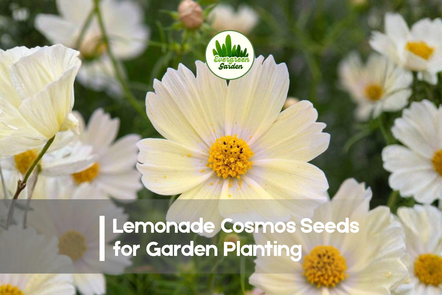 200+ Lemonade Cosmos Seeds - Soft Yellow Annual Flower for Borders, Wildflower Gardens, Pollinators | Cosmos bipinnatus