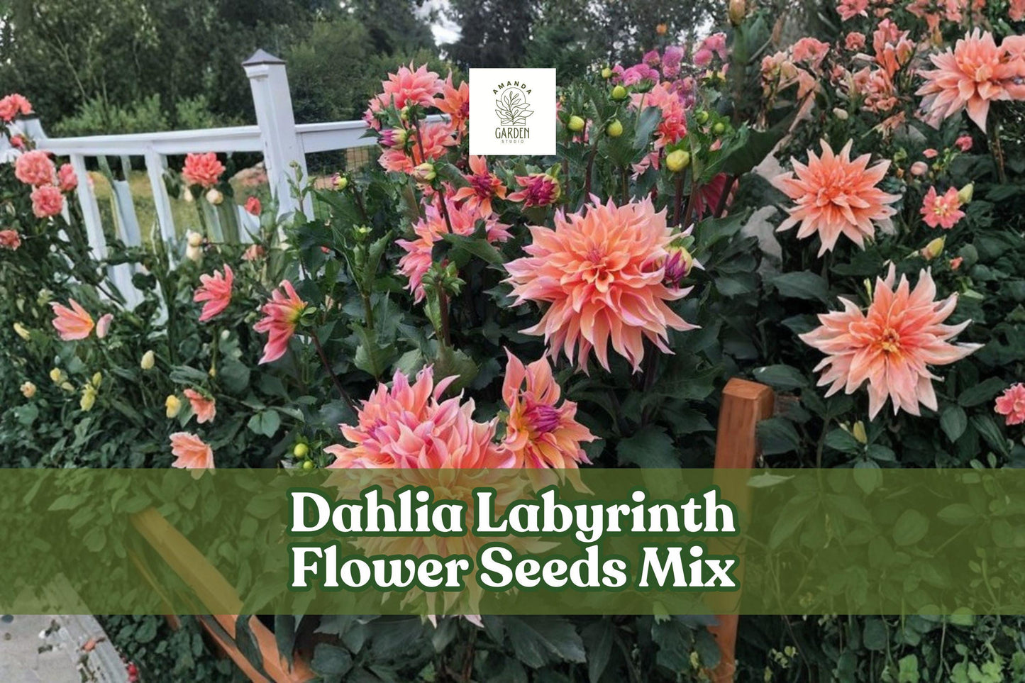 Dahlia Labyrinth Flower Seeds Mix – Exotic Bright Colors, 100+ Dahlia pinnata Seeds for Garden Beds & Cut Flowers