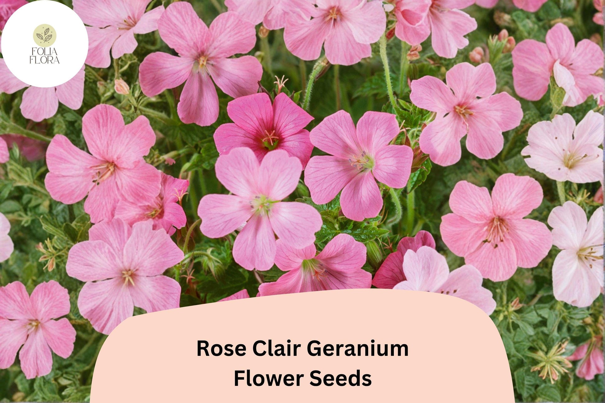 Rose Clair Geranium Seeds, Pink Cranesbill, Perennial Ground Cover, Geranium sanguineum ‘Rose Clair’